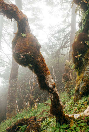 Forest in fog in Nepal