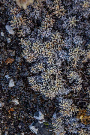 Stone and flowers texture background, Himalayan mountains, Nepal