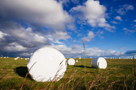 Field with hay rolls, Icelandic nature