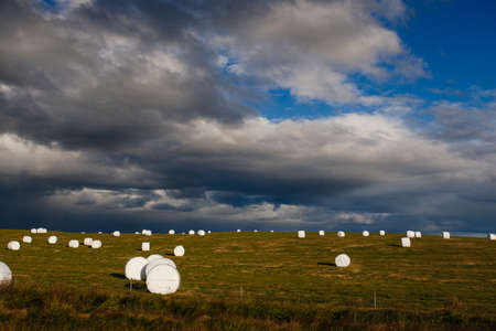 Field with hay rolls, Icelandic natureの写真素材
