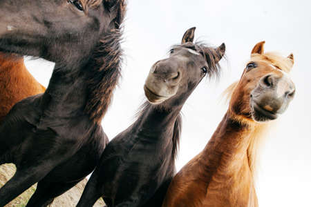 Funny horses in windy weather, Icelandの写真素材