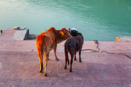 Cows on the streets of the holy city Rishikesh, Indiaの写真素材