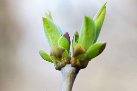 First leafes and kidneys in spring inbright sunlight