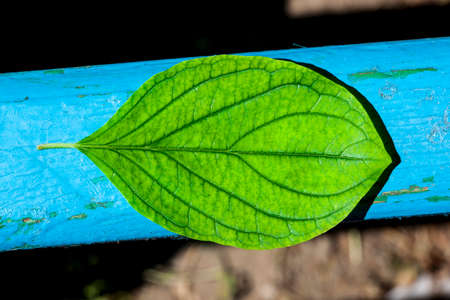 Green leaf with structure, on the blue wooden backgroundの写真素材