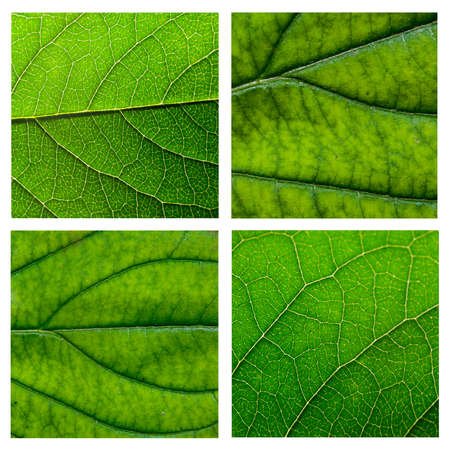 Green leaf with structure, macro