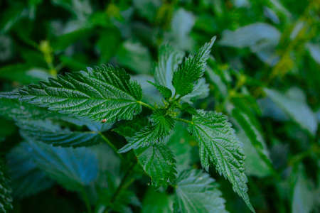 Fresh green nettle in garden in June, summer backgrounds