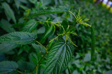 Fresh green nettle in garden in June, summer backgroundsの写真素材