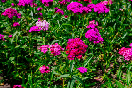 Wild pink carnations on summer field, backgroundの写真素材