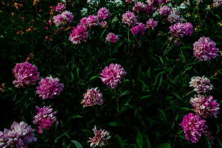 Beutiful peony flower taken in botanical garden in summer