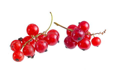 Fresh bright red currant sprig isolated