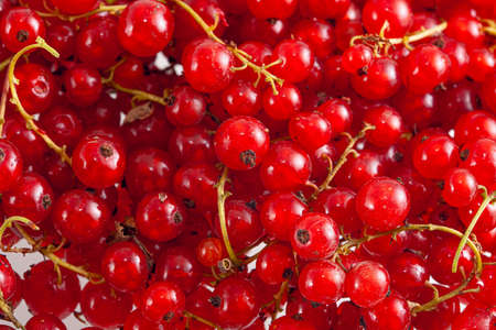 Fresh bright red currants closeup background