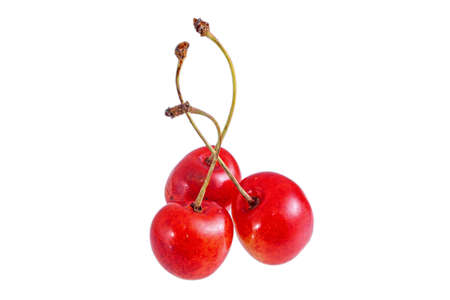 Fresh summer ripe yellow with red sweet cherry isolated