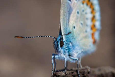 Common Blue butterfly (Polyommatus icarus)