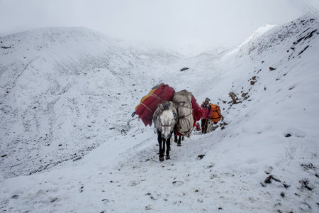 ANNAPURNA AREA, NEPAL - OCTOBER 15: Man carries Caravan of mules for delivery on the famous Annapurna trail in Nepal on October 15, 2013.のeditorial素材