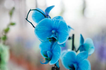 beautiful blue orchidsの写真素材