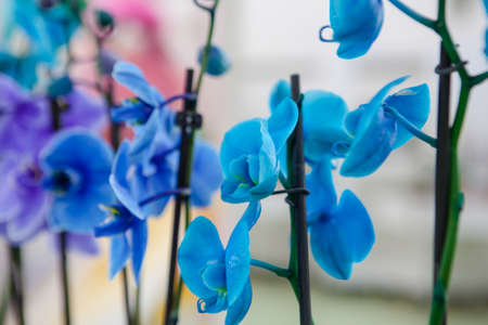 beautiful blue orchidsの写真素材