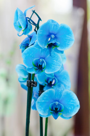 beautiful blue orchidsの写真素材