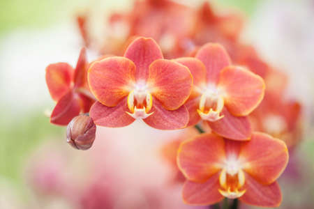 close up shot of red Orchid flowersの写真素材