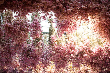 Dry chrysanthemumの写真素材
