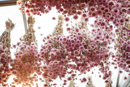 Dry chrysanthemumの写真素材