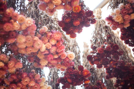 Dry chrysanthemum