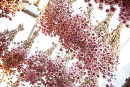 Dry chrysanthemumの写真素材