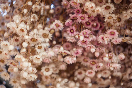 Dry chrysanthemum