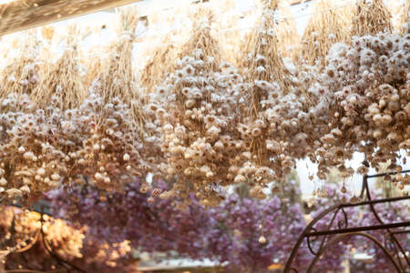 Dry chrysanthemumの写真素材