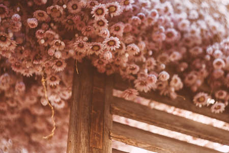 Dry chrysanthemumの写真素材