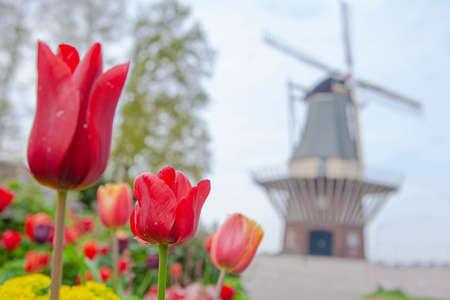 Traditional windmills and tulips in Keukenhof, the Netherlandsの写真素材