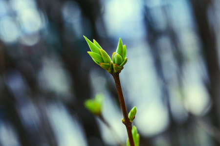The first spring gentle leaves, buds and branches macro background