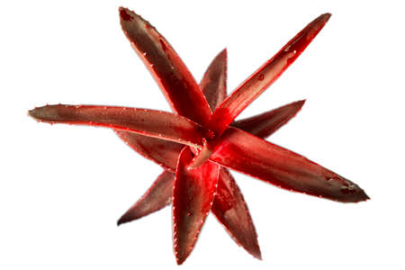 Red aloe plant isolation on whiteの写真素材