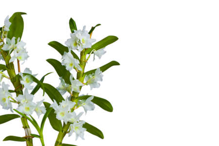 Dendrobium nibile orchid isolated on whiteの写真素材