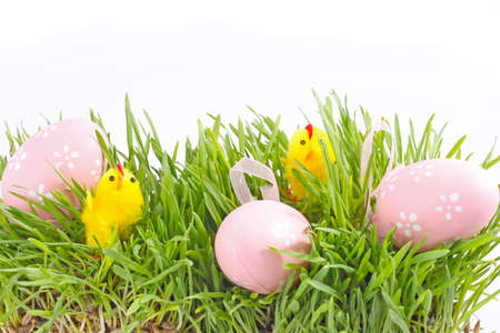 egg easter and chicks in a grass Isolated on white