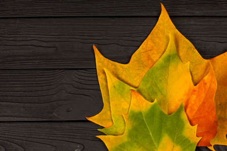 Bright autumn maple leaves on the black wooden background