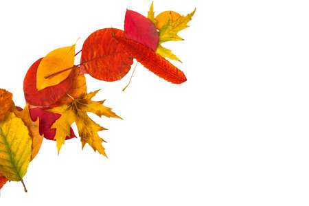 Defferent bright autumn leaves isolated on white