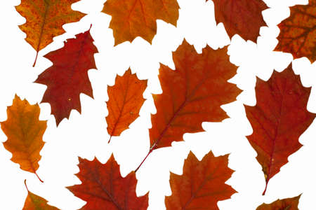 Red autumn oak leaves isolated on white