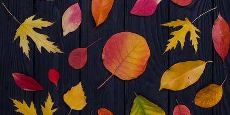 Different kinds colourful  autumn leaves on the black wood background