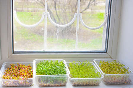 Assortment of microgreen plants standing near the window