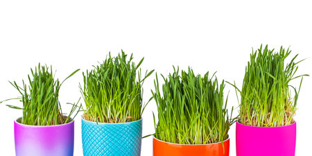 Decorative grass in bright colorful cups, isolatedの写真素材