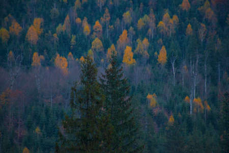 Autumn in Carpathian mountains, forest background