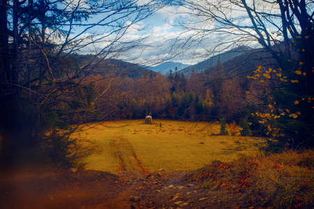 Carpathians mountains in autumn, morning view, Ukraine