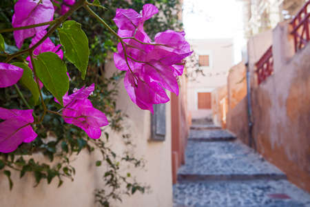 Beautiful streets of famous romantic white town in Santorini Island, Greeceの写真素材