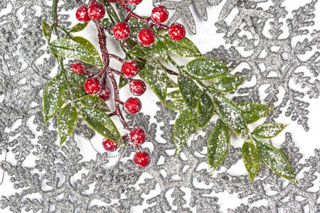 Twiter with holly berries on the silver snowflakes backgroundの写真素材