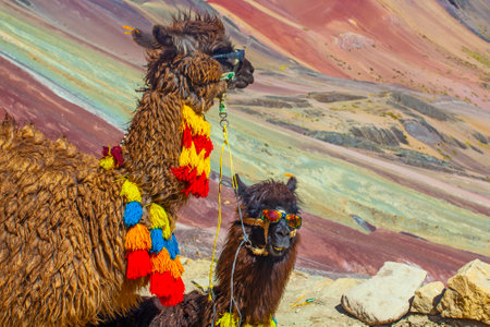 Funny Alpaca, Lama pacos, near the Vinicunca mountain, famous destination in Andes, Peruの写真素材