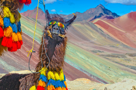Funny Alpaca, Lama pacos, near the Vinicunca mountain, famous destination in Andes, Peru