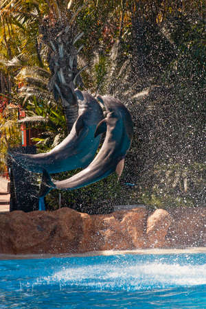 Show of beautiful dolphin jumps in zoo pool. Tenerifeの写真素材