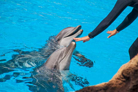 Show of beautiful dolphin jumps in zoo pool. Tenerifeの写真素材