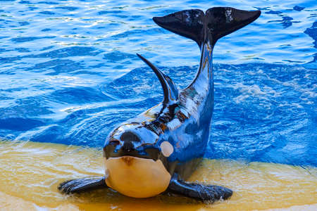 Killer whale or orca (Orcinus orca) , Tenerifeの写真素材