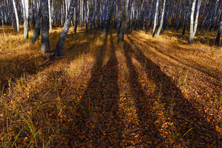 Beautiful golden yellow  birch grove in autumnの写真素材
